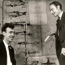 James D. Watson (left) and Francis Crick, posing with their model of DNA structure, photograph by Antony B. Brown, May 21, 1953 (npg.org.uk)