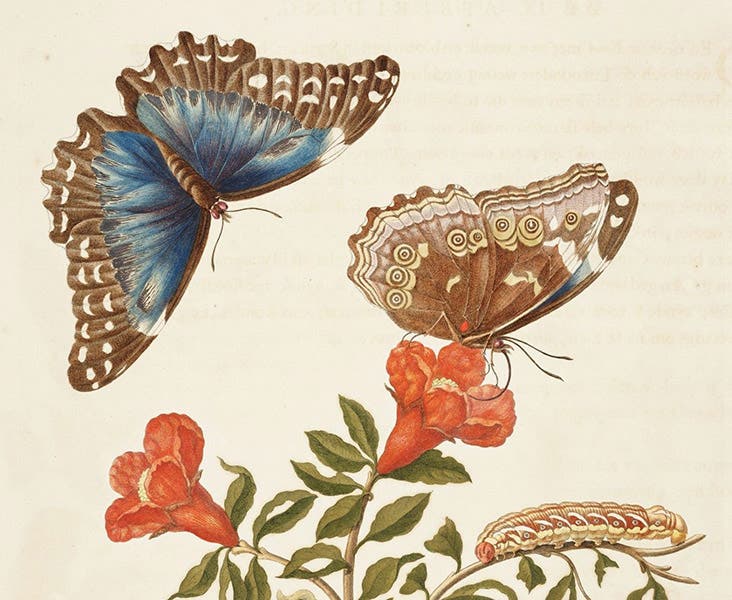 Detail of image above, Metamorphosis insectorum surinamensium, by Maria Merian, plate 9, 1705 (Linda Hall Library)