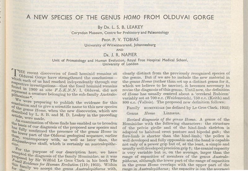 First page of article by Louis Leakey et al, “A new species of the genus Homo from Olduvai Gorge,” Nature, vol. 292, 1964; Homo habilis was named and described in this article (Linda Hall Library)