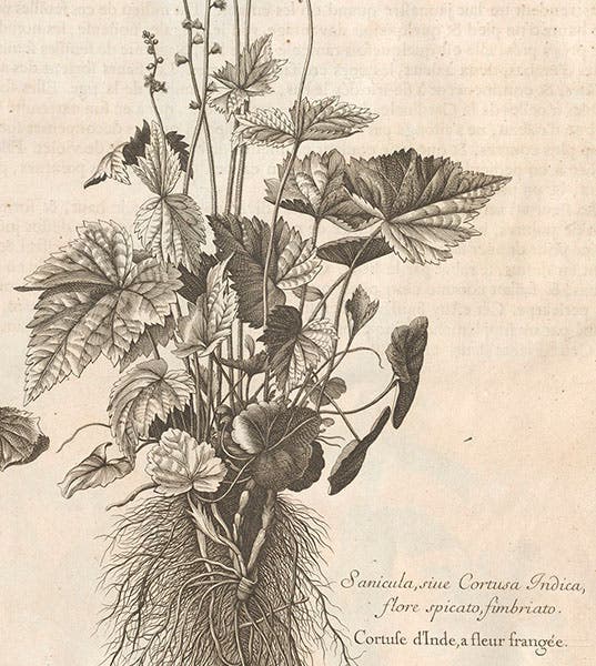 Detail of seventh image (Linda Hall Library)