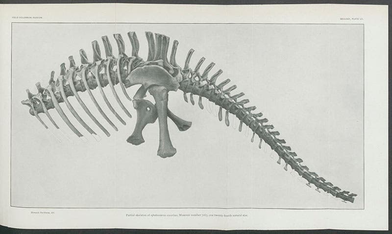 Drawing of part of the skeleton of Apatosaurus excelsus, found by Riggs and Menke, 1900, drawn by Howard Stebbens (sic for Stebbins?), from Field Columbian Museum, Publications, Geological series, vol. 2, 1903 (Linda Hall Library)