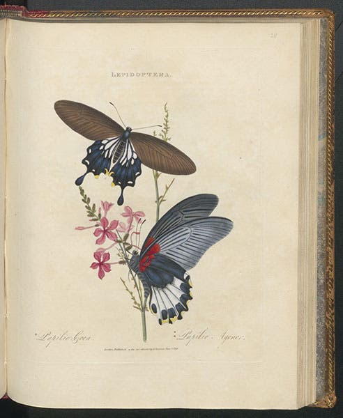 Papilio coon and Papilio agenor butterflies, shown on Plumbago rosea, rose-colored red-wort, hand-colored engraving in An Epitome of the Natural History of the Insects of China, by Edward Donovan, 1798 (Linda Hall Library)