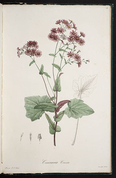 Pericallis cruenta, entire plate, from Ventenat, Jardin de la Malmaison, 1803-05 (Linda Hall Library)