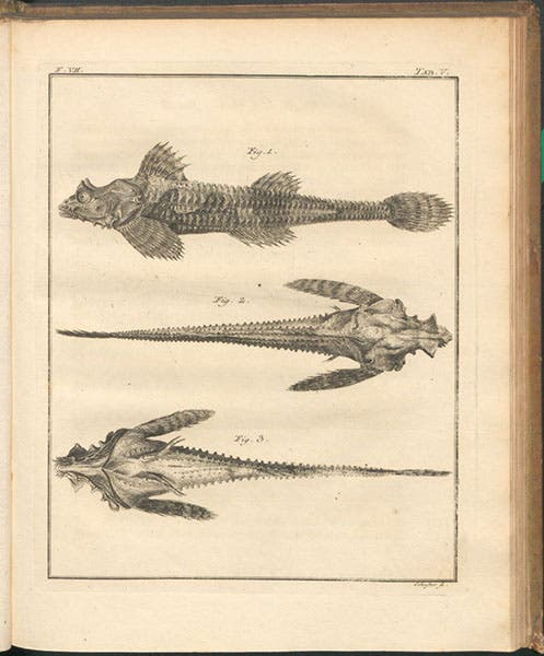 Cottus Iaponicus, now Percis japonica, the dragon poacher, engraving in Spicilegia zoologica, by Peter Simon Pallas, vol. 2, fasc. 7, plate 5, 1769 (Linda Hall Library)