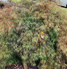 Japanese Maple summer