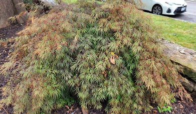 Japanese Maple summer