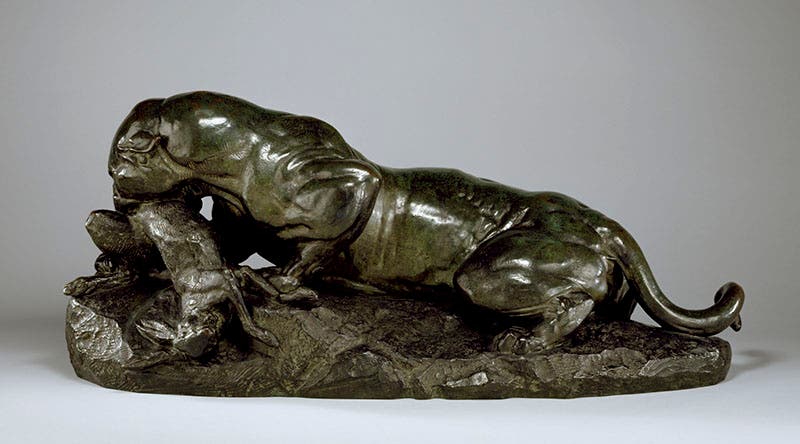 Jaguar Devouring a Hare, sculpture by Antoine-Louis Barye, 1850, bronze casting by Ferdinand Barbedienne, 1882, Walters Art Museum (art.thewalters.org)