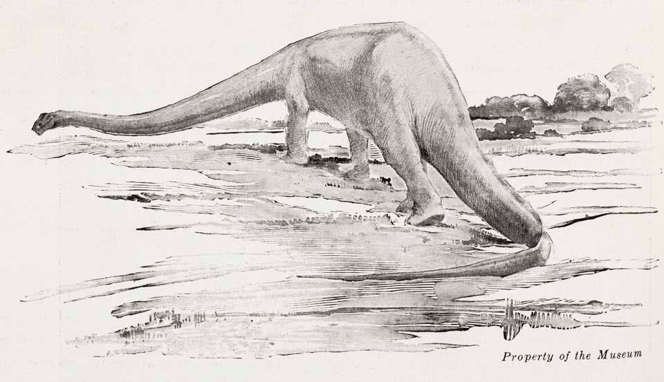 Charles Knight's restoration of Diplodocus. This work was on display in the original exhibition as item 32. Image source: "Charles R. Knight--Painter and sculptor of animals," in: American Museum Journal, vol. 14 (1914), p. 98. 