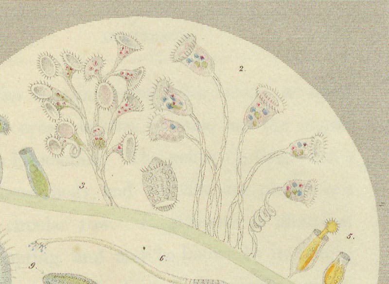 Vorticella convallaria (2) and Carchesium polypinum (3), two genera of Vorticellae, detail of “Drop III,” hand-colored lithograph by “Achilles,” in Drops of Water, by Agnes Catlow, 1851 (Linda Hall Library)