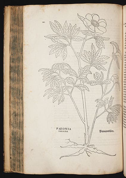 Peony, woodcut from Fuchs, De historia stirpium, 1542 (Linda Hall Library)