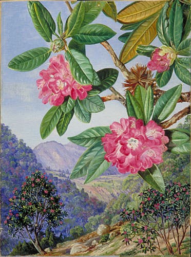 South Indian rhododendron, by Marianne North (Kew Gardens)