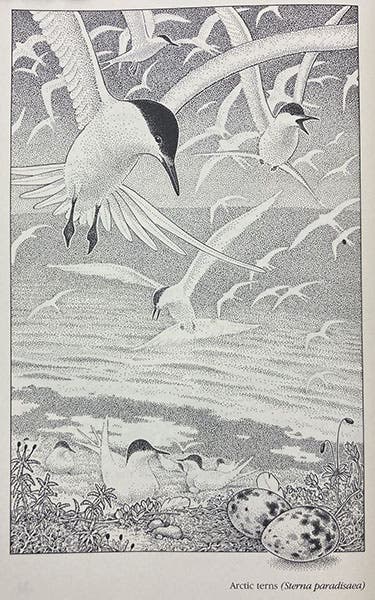 Arctic Terns, pen-and-ink stipple drawing by Sarah Landry, in Gadabouts and Stick-at-Homes: Wild Animals and their Habitats, by Lorus and Margery Milne, p. 22, 1980 (author’s copy)
