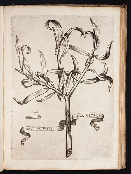Plant galls, Redi, Esperienze, 1668 (Linda Hall Library)