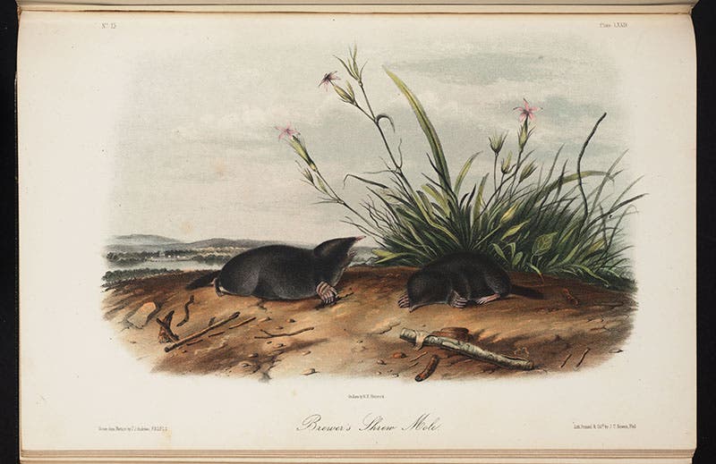 Brewer’s shrew mole, in J.J. Audubon, Quadrupeds of North America, octavo ed., 1852 (Linda Hall Library)