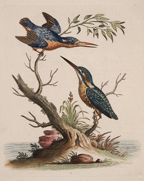 Little Indian kingfishers, hand-colored etching, A Natural History of Birds, by George Edwards, vol. 1, pl. 11, 1743, University of Wisconsin-Madison Libraries (search.library.wisc.edu
