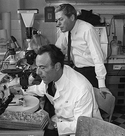 François Jacob (left) and Jacques Monod in the lab at the Institut Pasteur, 1971, New York Times obituary (nytimes.com)