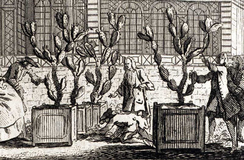 Detail of engraved vignette, showing prickly pears and cochineal insects, Mémoires pour servir a l'histoire des insectes, by Réne-Antoine Ferchault de Réaumur, vol. 2, 1736 (Linda Hall Library)