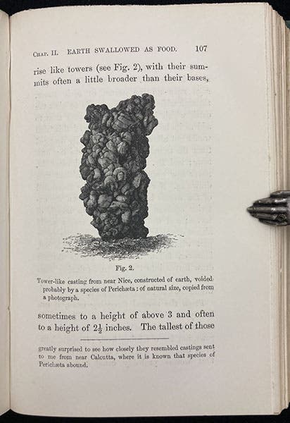 Tower of worm castings found near Nice, wood engraving in The Formation of Vegetable Mould, through the Action of Worms, by Charles Darwin, p. 107, 1881 (Linda Hall Library)