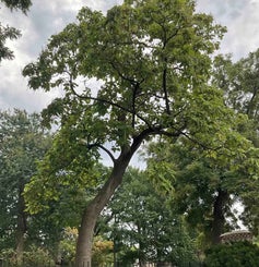 Common Catalpa summer