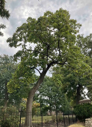 Common Catalpa summer