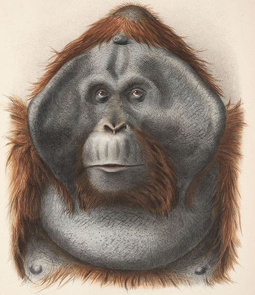 Maurice the orangutan, at the Paris menagerie, hand-colored lithograph by Adolphe Millot, in Nouvelles Archives du Muséum d’Histoire Naturelle, ser. 3, vol. 7, plate 1, 1895 (Linda Hall Library)