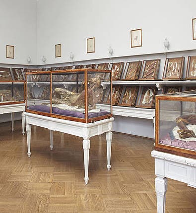 A room in the Josephinum with three wax models of complete human figures in the vitrines, and models of smaller groups of organs and muscles along the wall, all by Clemente Susini, ca 1780-86 (Josephinum, Medical University of Vienna)