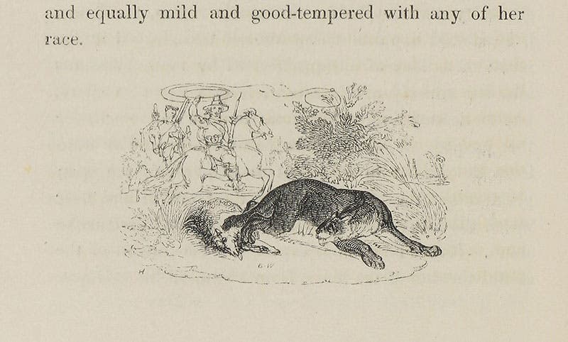 Puma, wood-engraved tailpiece by William Harvey, in Edward Bennett, The Tower Menagerie, 1829 (Linda Hall Library)