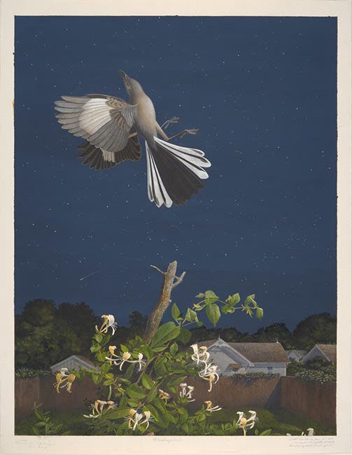 Mockingbird, original watercolor by Scott and Stuart Gentling (Amon Carter Museum, Fort Worth, Texas)
