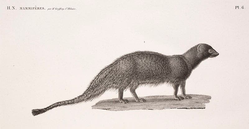 Ichneumon, Description de l’Égypte, 1809-28 (Linda Hall Library)