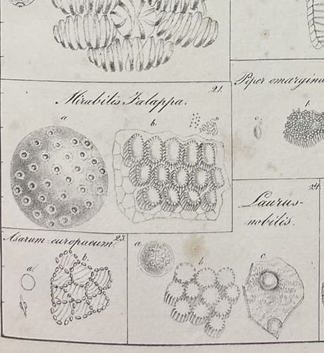Pollen gains and anther fibers, detail of plate 5, lithograph in De cellulis antherarum fibrosis nec non de granorum pollinarium commentatio phytotomica, by Jan Evangelista Purkynĕ, 1830 (Linda Hall Library)