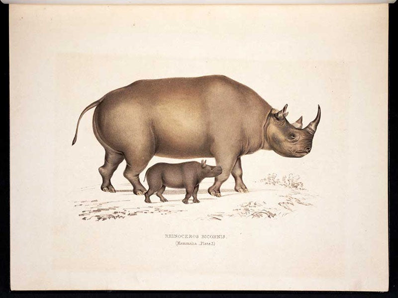 Rhinoceros bicornis, black rhinoceros, with young, Andrew Smith, Illustrations of the Zoology of South Africa: Mammalia, 1849 (Linda Hall Library)