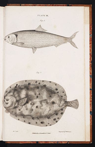 A shad and a brill, drawn by M.C. Fleming, from J. Fleming, The Philosophy of Zoology, 1822 (Linda Hall Library)