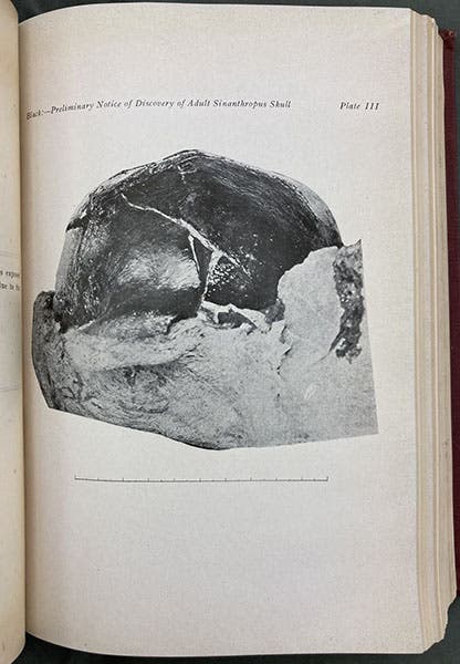 The first Sinanthropus skull, found by Pei Wenzhong, Dec. 2, 1929, only partially removed from the burlap wrapping applied by Pei in the field, photograph, accompanying Davidson Black’s paper in Bulletin of the Geological Society of China, vol. 8, 1929 (Linda Hall Library).