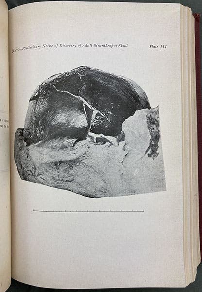 The first Sinanthropus skull, found by Pei Wenzhong, Dec. 2, 1929, only partially removed from the burlap wrapping applied by Pei in the field, photograph, accompanying Davidson Black’s paper in Bulletin of the Geological Society of China, vol. 8, 1929 (Linda Hall Library).  