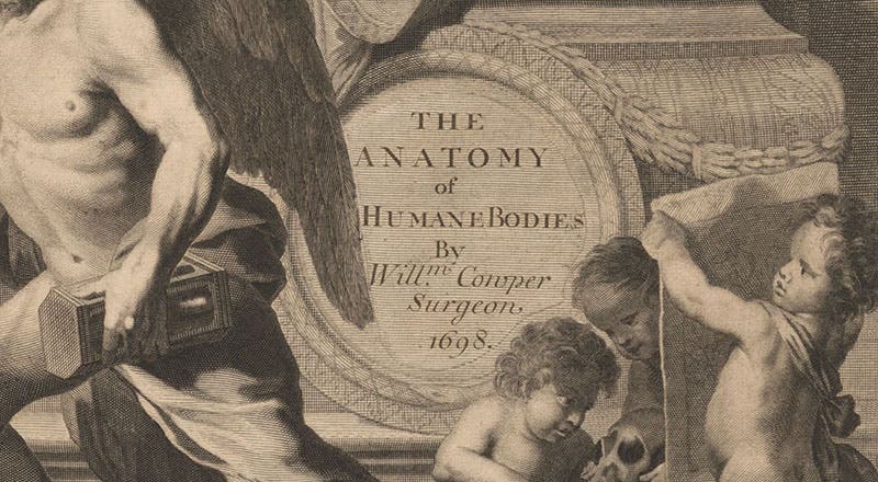 Detail of engraved title page (sixth image), showing new title slip pasted over the title of Govard Bidloo’s Anatomia of 1685, in Anatomy of Humane Bodies, by Willam Cowper, 1698, National Library of Medicine (collections.nlm.nih.gov)