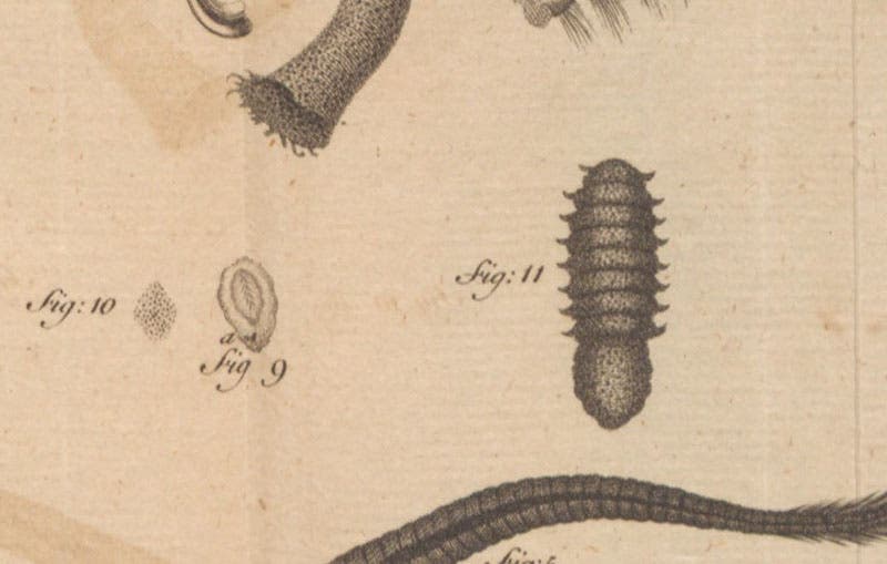 Detail of a sole-embryo, and an animalcule (fig. 9a and fig. 11, greatly enlarged), An Account of Some New Microscopical Discoveries, by John Turberville Needham, plate 6, 1745 (Linda Hall Library)