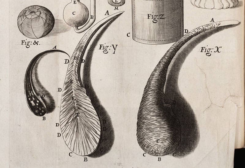 Prince Rupert’s drops, figs. X and Y, detail of an engraved plate in Robert Hooke, Micrographia, 1665 (Linda Hall Library)