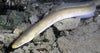 Stock photo of eel slithering on ocean floor