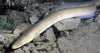 Stock photo of eel slithering on ocean floor
