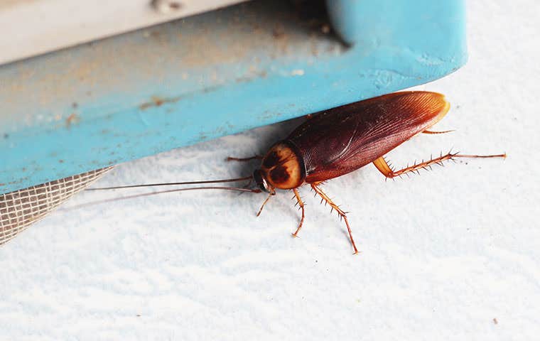 cockroach in a home