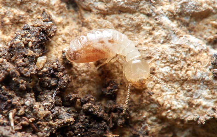 termite on the dirt