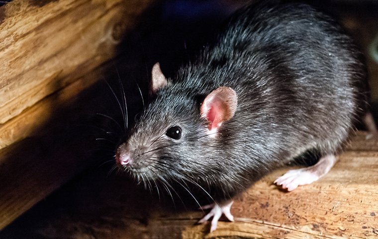 up close image of a roof rat inside a home