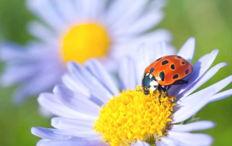 are ladybugs harmful
