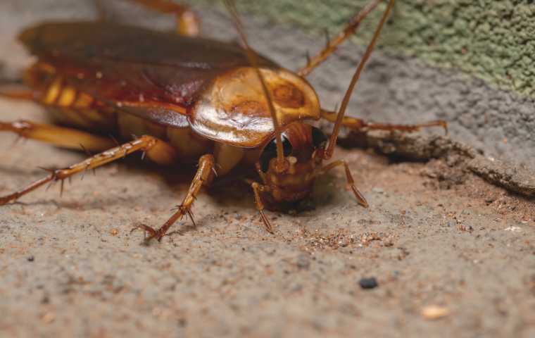 cockroaches vs palmetto bugs
