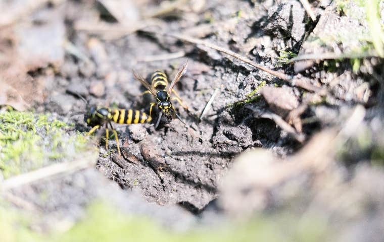 ground nesting yellow jackets in baltimore md