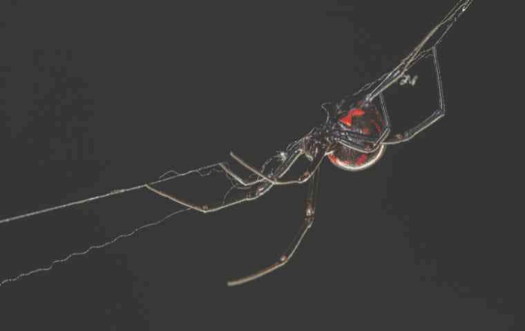 picture of black widow spider