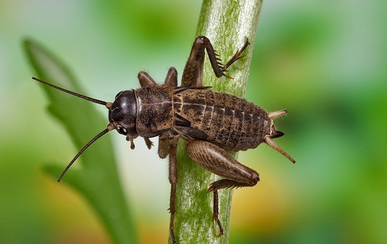 cricket primed to jump from plant