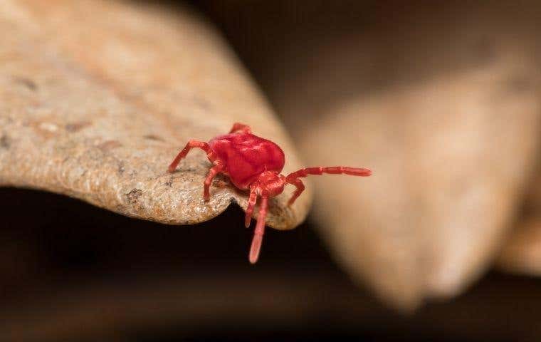 little red clover mite on dead leaf