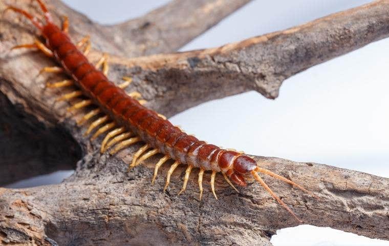 centipede in washington dc