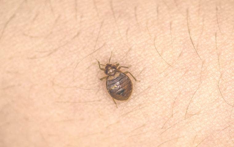 what do bed bug bites look like in alexandria va